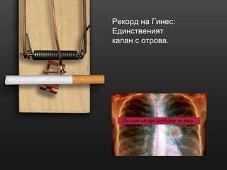 На една цигара по-близо до рака. Рекорд на Гинес: Единственият капан с отрова. 