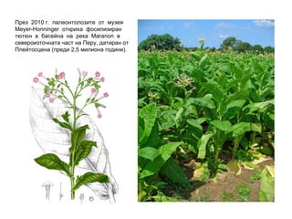 През  2010 г.  палеонтолозите  от  музея Meyer-Honninger  откриха  фосилизиран тютюн  в  басейна  на  река  Maranon  в североизточната част на Перу, датиран от Плейтосцена (преди 2,5 милиона години). 