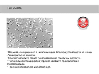 Кадмият, съдържащ се в цигарения дим, блокира усвояването на цинка - "минералът на мъжете. Сперматозоидите стават по-податливи на генетични дефекти. Тютюнопушенето директно уврежда клетките произвеждащи сперматозоиди. Трайна и необратима импотентност. При мъжете: 