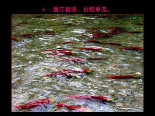 6 ．漫江碧透，百鮭爭流。 
