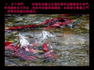 9 ．水下爭鬥   紅鮭魚為搶占合適的產卵地盤會發生爭鬥。有時雌魚先行死去，她的伴侶會再尋嬌娘，如果發生奪妻之鬥，那情形就會比較激烈。 