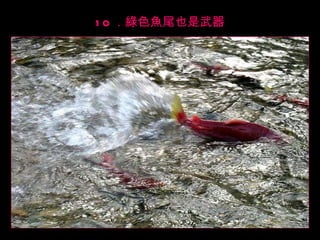 10 ．綠色魚尾也是武器 