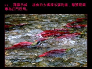 11 ．猙獰示威   雄魚的大嘴裡布滿利齒，繁殖期間專為打鬥所用。 