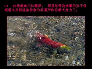 17 ．此後雌魚拍沙藏卵。   那是慈母為她幫的孩子保暖過冬及躲過被吞食的厄運所作的最大努力了。 