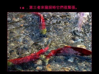 18 ．第三者來窺探時它們很緊張。 