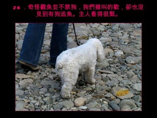 28 ．奇怪觀魚並不禁狗，狗們雖叫的歡，卻也沒見到有狗追魚。主人看得很緊。 