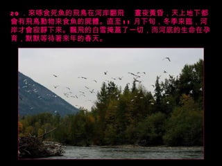 29 ．來啄食死魚的飛鳥在河岸翻飛   晝夜黃昏，天上地下都會有飛鳥動物來食魚的屍體。直至 11 月下旬，冬季來臨，河岸才會寂靜下來。飄飛的白雪掩蓋了一切，而河底的生命在孕育，默默等待著來年的春天。 