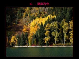 31 ．湖岸秋色 