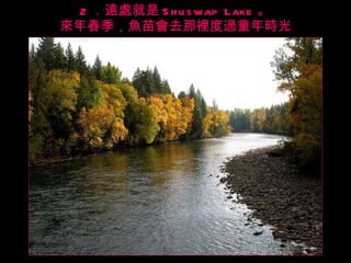 2 ．遠處就是 Shuswap Lake 。 來年春季，魚苗會去那裡度過童年時光 