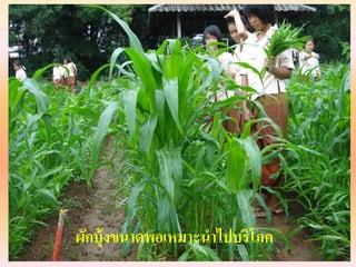 ผักบุ้งขนาดพอเหมาะนาไปบริโภค
 