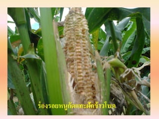 ร่ องรอยหนูกดแทะฝักข้ าวโพด
            ั
 