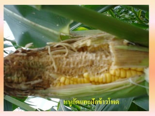 หนูกดแทะฝักข้ าวโพด
    ั
 