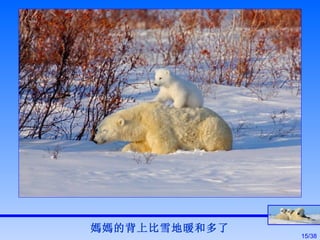 媽媽的背上比雪地暖和多了 