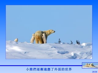 小熊們逐漸適應了外面的世界 