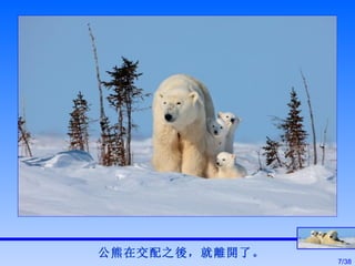 公熊在交配之後，就離開了。 