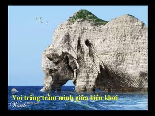 Voi trắng trầm mình giữa biển khơi 