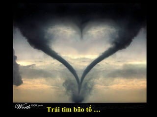 Trái tim bão tố … 