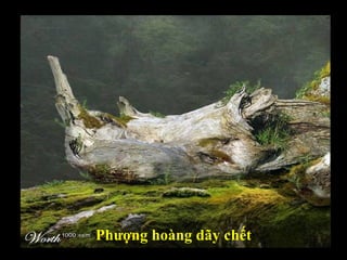 Phượng hoàng dãy chết 