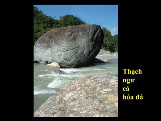 Thạch ngư cá hóa đá 