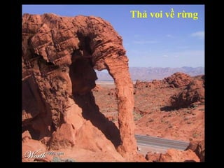 Thả voi về rừng 