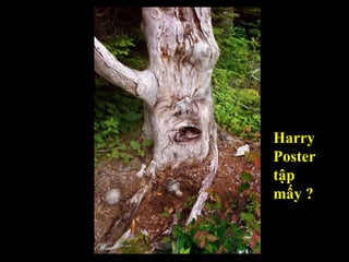 Harry Poster  tập  mấy ? 