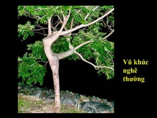 Vũ khúc nghê thường 