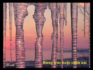 Rừng trúc hoặc chân nai 