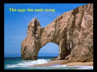 Thỏ ngọc tìm nước trong 