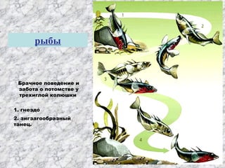 Размножение Хордовых | PPT