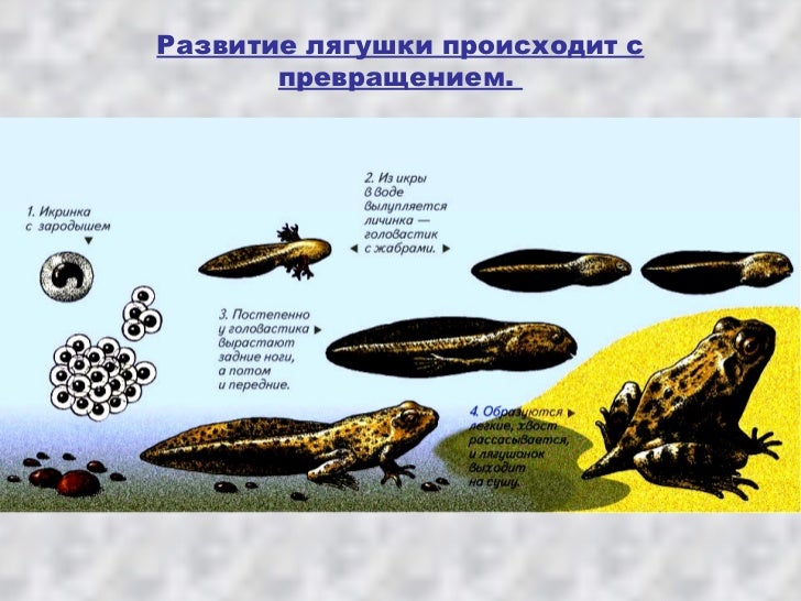схема стадии развития головастиков лягушек. этапы развития головастика. метаморфозы головастика лягушки. цикл развития лягушки схема. развитие лягушки с превращением.