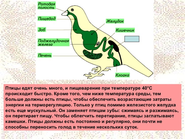 Пищеварительная система класса птиц. Как происходит пищеварение у птиц. Терморегуляция птиц. Перетирание пищи у птиц происходит. Что едят птицы.