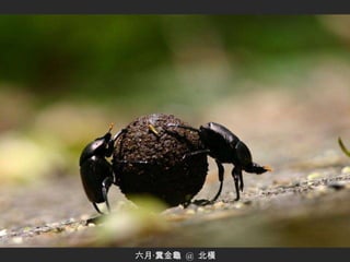 六月‧糞金龜  @  北橫 