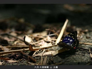 六月‧大紫蛺蝶  @  北橫 