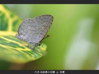 六月‧白紋黑小灰蝶  @  田寮 