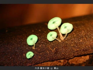 六月‧發光小菇  @  東山 
