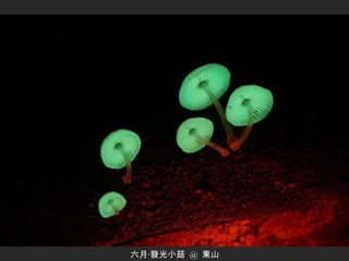 六月‧發光小菇  @  東山 