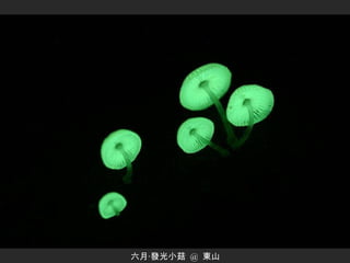 六月‧發光小菇  @  東山 