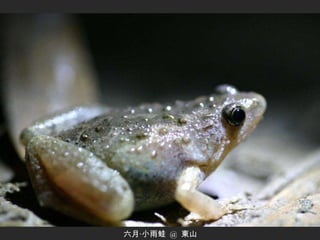 六月‧小雨蛙  @  東山 