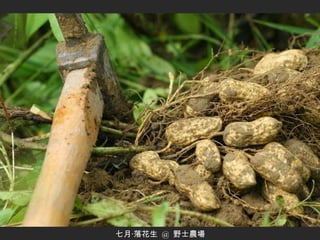 七月‧落花生  @  野士農場 