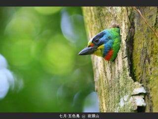 七月‧五色鳥  @  崁頭山 