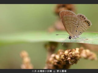 二月‧台灣姬小灰蝶  @  野士農場 