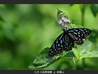 七月‧小紋青斑蝶  @  崁頭山 