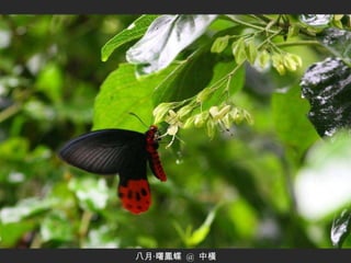八月‧曙鳳蝶  @  中橫 