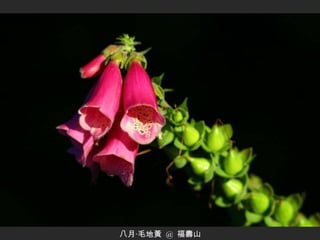 八月‧毛地黃  @  福壽山 