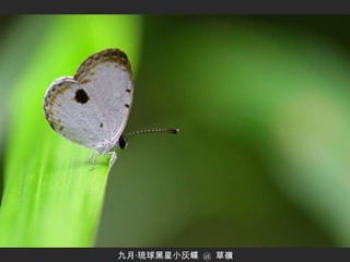 九月‧琉球黑星小灰蝶  @  草嶺 
