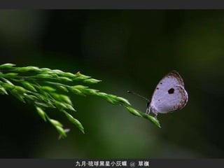 九月‧琉球黑星小灰蝶  @  草嶺 