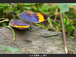 九月‧枯葉蝶  @  扇平 