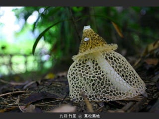 九月‧竹笙  @  蔦松濕地 