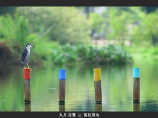 九月‧夜鷺  @  蔦松濕地 