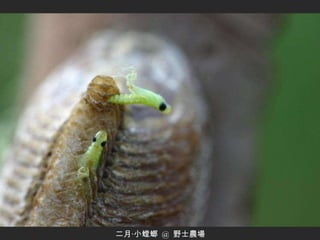 二月‧小螳螂  @  野士農場 